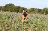 BULLMASTIFF 117